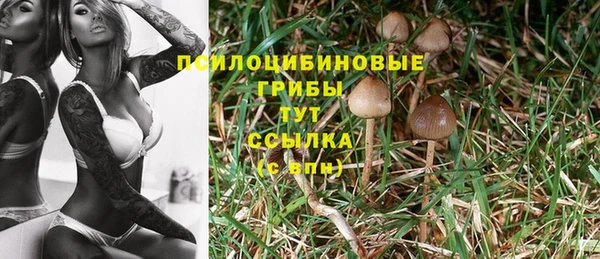 apvp Белокуриха